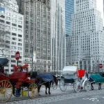 Central Park Carriage Accident Leaves One Dead, Driver Suspended and Horse Retired After Fatal Manhattan Crash