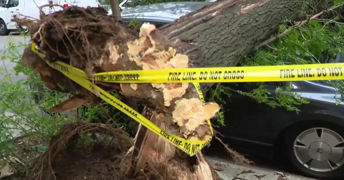 A large tree uprooted by storms lies across parked cars on a residential street in Queens